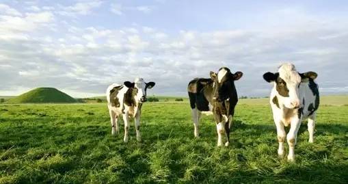 怎么区分奶制品和饮品,怎样辨别乳制品的品质