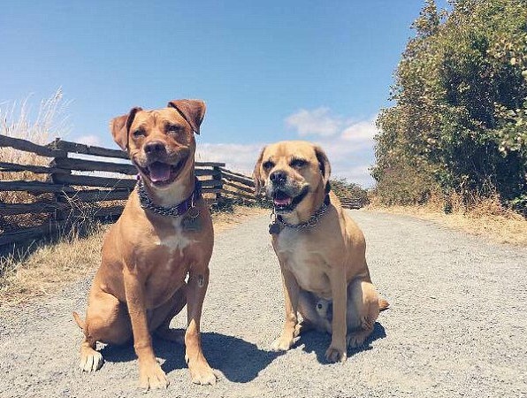 猫打伤比特犬,比特犬撕咬猫咪事件全视频