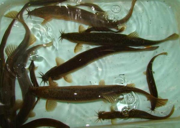 男人外出打工留守妇女真实现状,丈夫外出打工揭露留守女人的悲哀