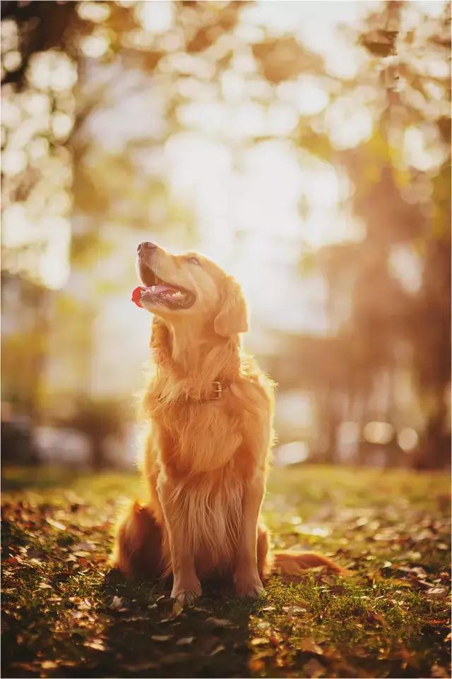 阅狗无数，看铲屎官摄影师如何用宠物来“撩妹”