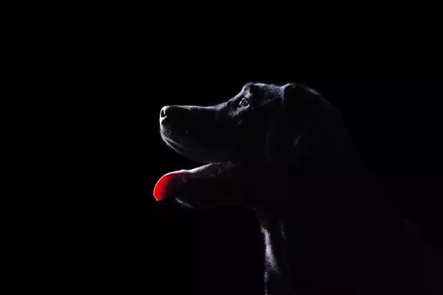 阅狗无数，看铲屎官摄影师如何用宠物来“撩妹”