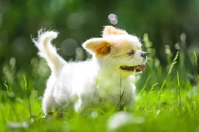 阅狗无数，看铲屎官摄影师如何用宠物来“撩妹”