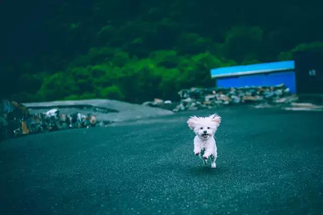 阅狗无数，看铲屎官摄影师如何用宠物来“撩妹”