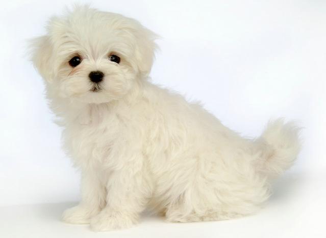 狗狗用屁股摩擦地面是啥原因,狗狗用肚皮在地上摩擦