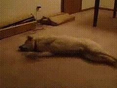 欧联杯西汉姆联vs塞维利亚,阿尔克马尔vs西汉姆联各方战意