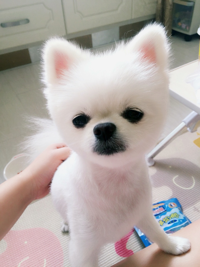 体贴的麻麻~狗狗爪爪大保健，还我嫩嫩的纤纤玉足