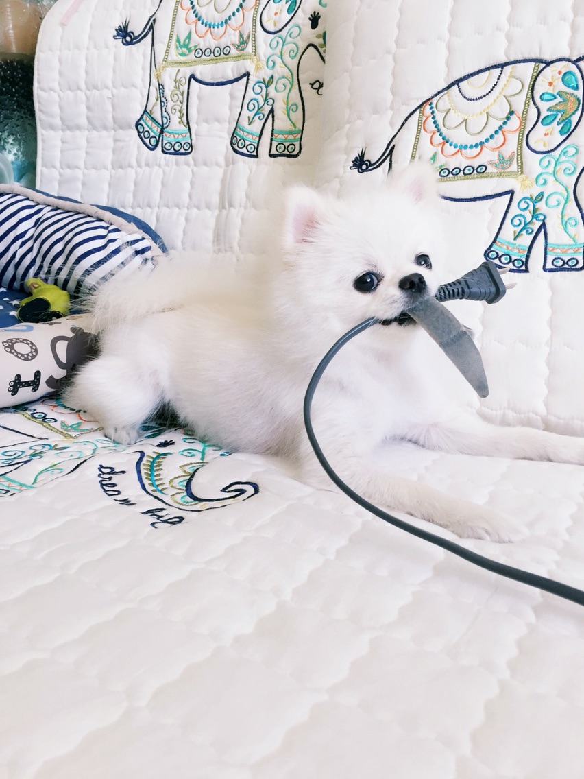 体贴的麻麻~狗狗爪爪大保健，还我嫩嫩的纤纤玉足