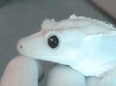 花式骂街gif,各种骂街动作视频