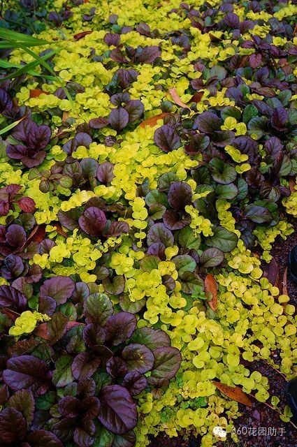 花园小路景观植物,花园小径植物
