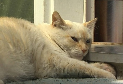 猫打伤比特犬,比特犬撕咬猫咪事件全视频