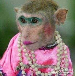 孙红雷罗志祥是哪一期,罗志祥孙红雷合照