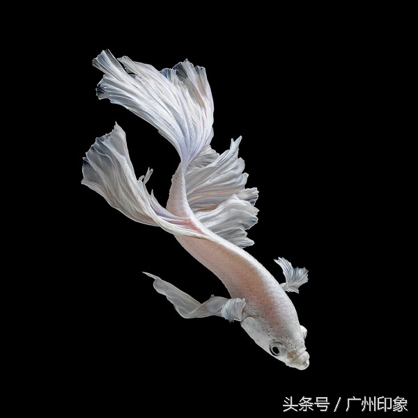 这条鱼让iPhone6s更显灵动，但你知道这是什么鱼吗