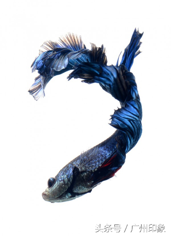 这条鱼让iPhone6s更显灵动，但你知道这是什么鱼吗