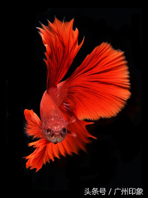 这条鱼让iPhone6s更显灵动，但你知道这是什么鱼吗