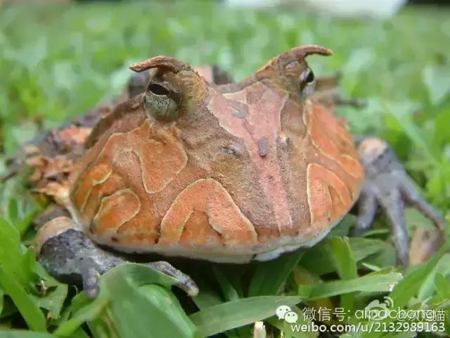 蝴蝶角蛙和霸王角蛙的区别,巴霸角蛙和霸王角蛙