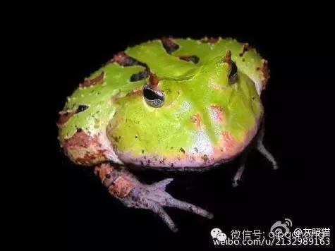 蝴蝶角蛙和霸王角蛙的区别,巴霸角蛙和霸王角蛙