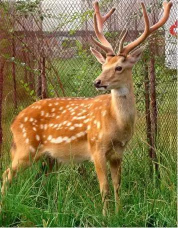 鹿茸鹿角补肾阳哪个强,鹿角磨成粉是用热水冲着喝吗