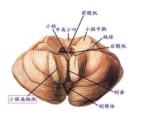 chiari畸形手术后多久可以恢复,Chiari畸形一定要手术吗