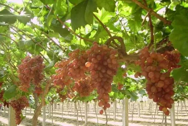 长沙农家乐玩的地方推荐,长沙50元一天包吃住农家乐