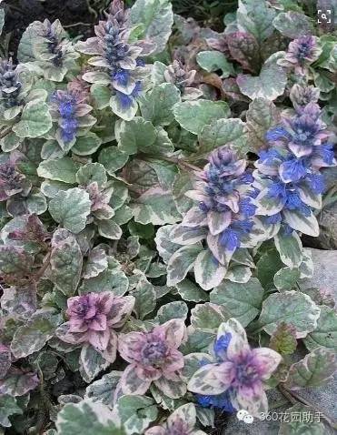 花园小路景观植物,花园小径植物