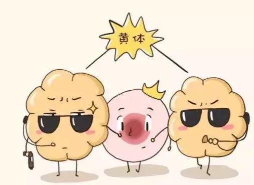 试管婴儿成功率大揭秘,试管婴儿流程大揭秘