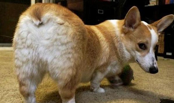 狗狗用屁股摩擦地面是啥原因,狗狗用肚皮在地上摩擦