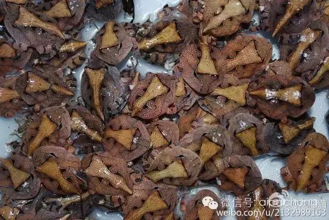 蝴蝶角蛙和霸王角蛙的区别,巴霸角蛙和霸王角蛙