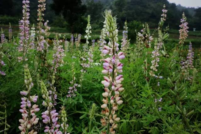 豫西大峡谷漂流价格,豫西大峡谷漂流团购