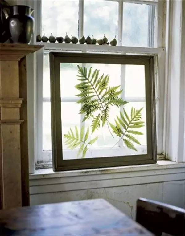 植物标本怎么装饰墙面 (植物标本室内装修挂件)