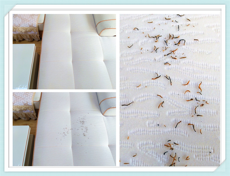 双剑合璧，除螨吸尘无敌，宝家丽除螨仪JR55评测