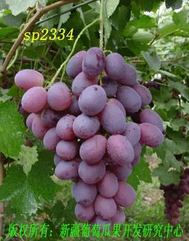 南方葡萄盆栽栽培技术,南方早熟葡萄新品种