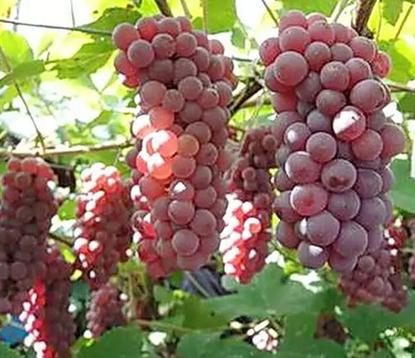 南方葡萄盆栽栽培技术,南方早熟葡萄新品种