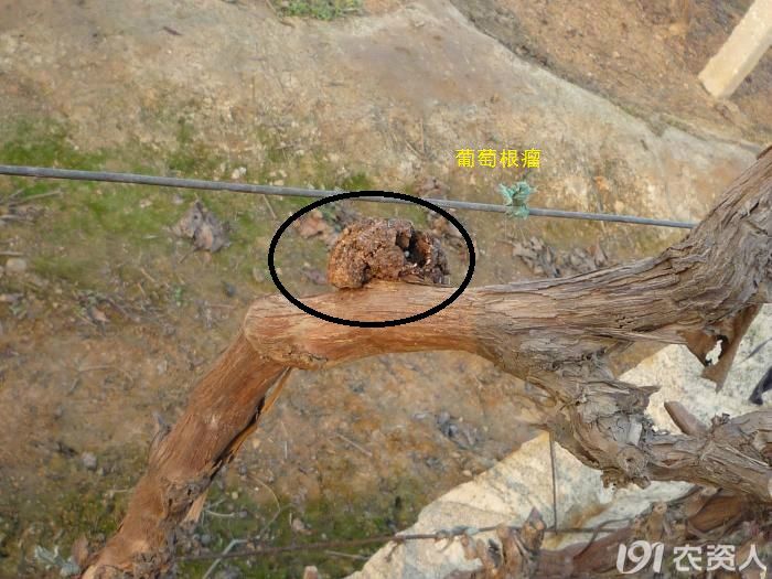 葡萄霜霉病发病规律,葡萄黑痘病的发病规律