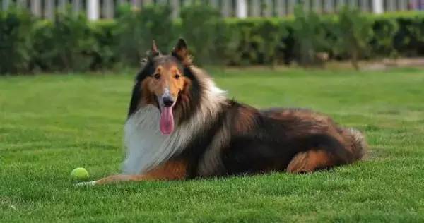 各种狗的身价排行榜,宠物狗什么狗最便宜还好看