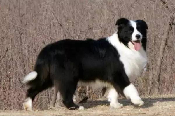 各种狗的身价排行榜,宠物狗什么狗最便宜还好看