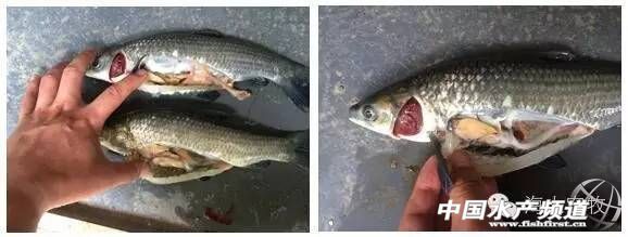 天气热鱼塘死鱼是什么原因造成的,夏季高温期间死鱼的原因有哪些