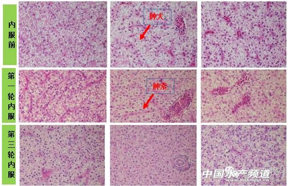 天气热鱼塘死鱼是什么原因造成的,夏季高温期间死鱼的原因有哪些