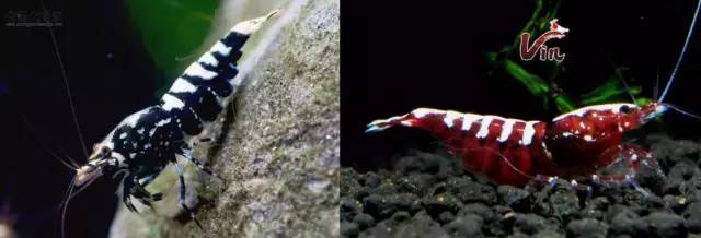 世界第一！台湾屏东水族王国靠出口观赏鱼虾年赚上亿