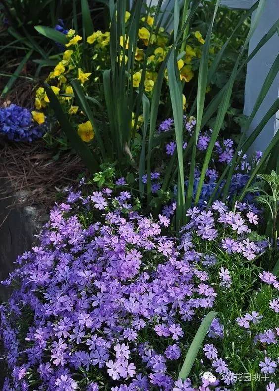 花园小路景观植物,花园小径植物