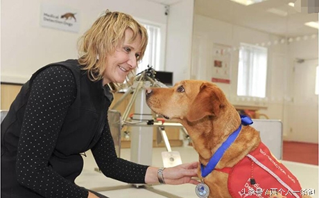 有特异功能的拉布拉多,拉布拉多怎么判断癌症