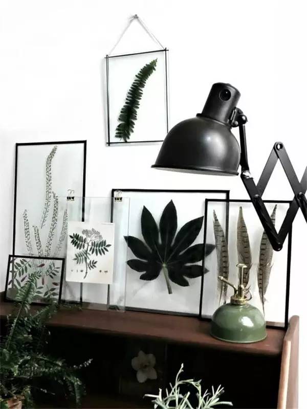 植物标本怎么装饰墙面 (植物标本室内装修挂件)