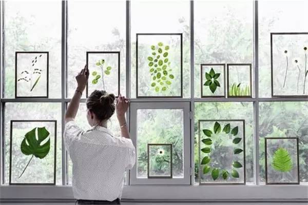 植物标本怎么装饰墙面 (植物标本室内装修挂件)