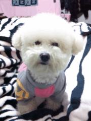 金毛穿丝袜,金毛被裹脚