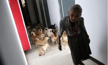 爱狗人与打狗队发生打架,爱狗与虐狗