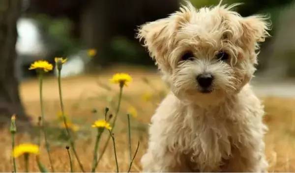 各种狗的身价排行榜,宠物狗什么狗最便宜还好看