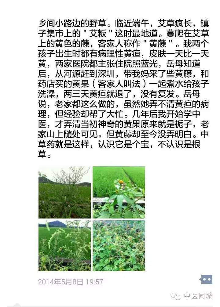 发现深圳的中草药|一生“栀”爱，一往而深