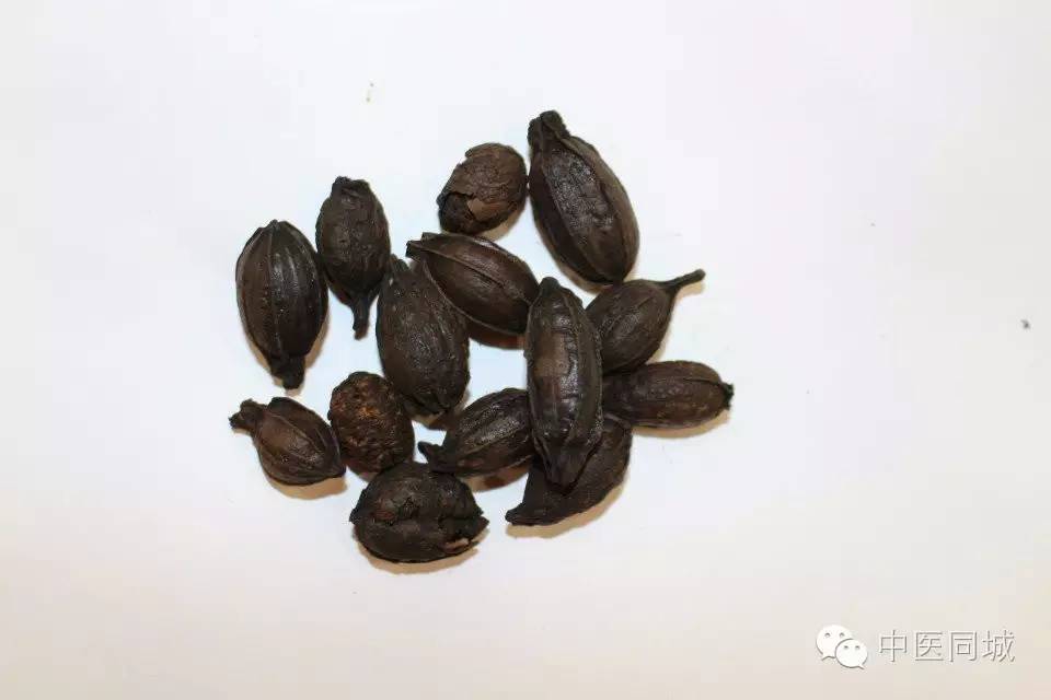 发现深圳的中草药|一生“栀”爱，一往而深