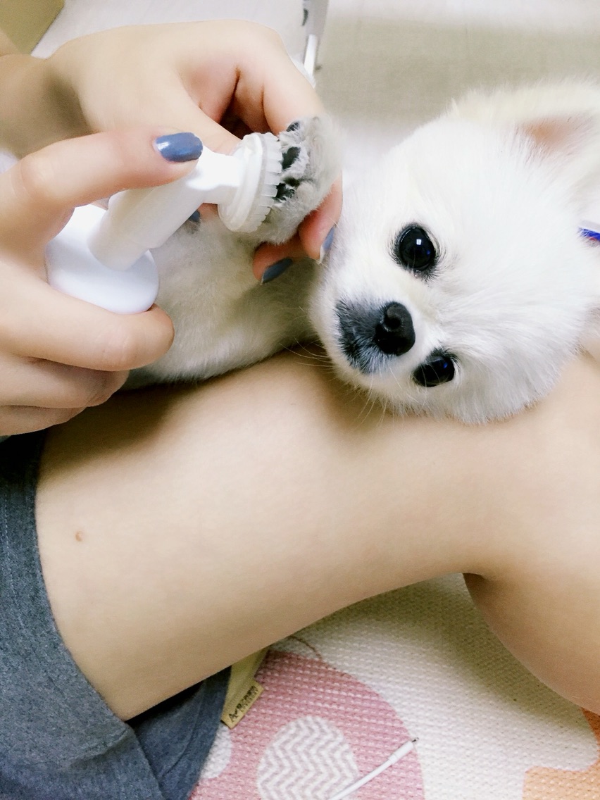 体贴的麻麻~狗狗爪爪大保健，还我嫩嫩的纤纤玉足