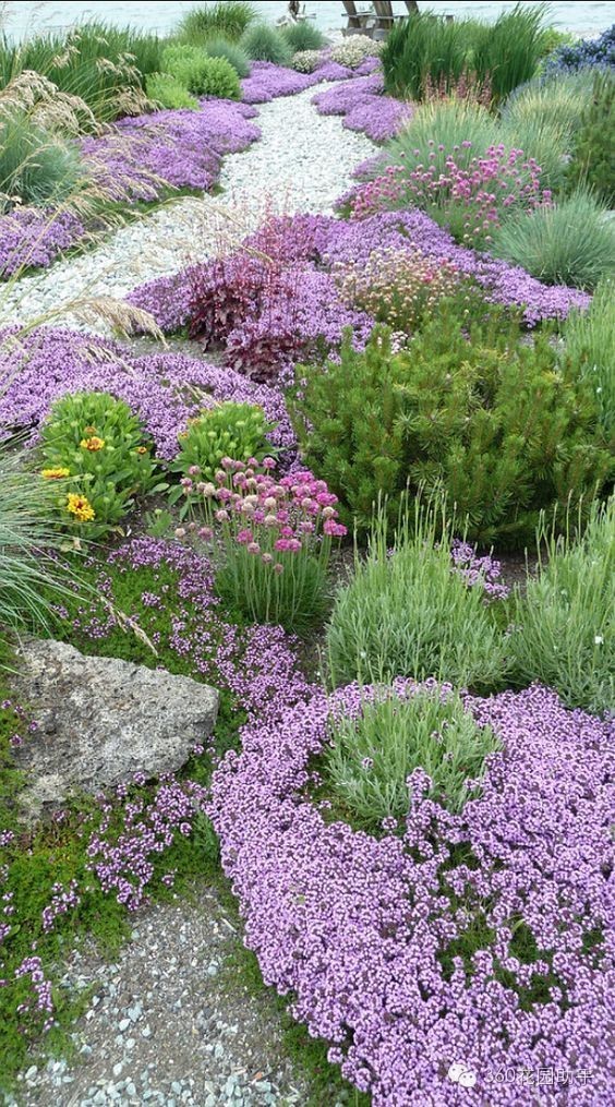 花园小路景观植物,花园小径植物