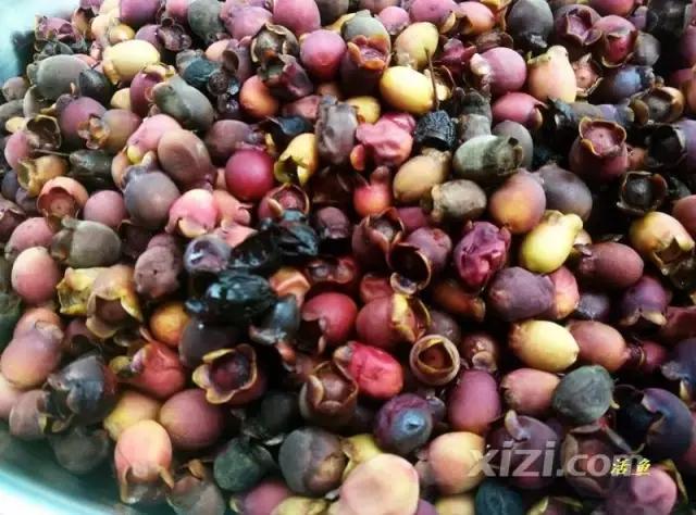 泡稔子酒的全过程,又到三华李熟时